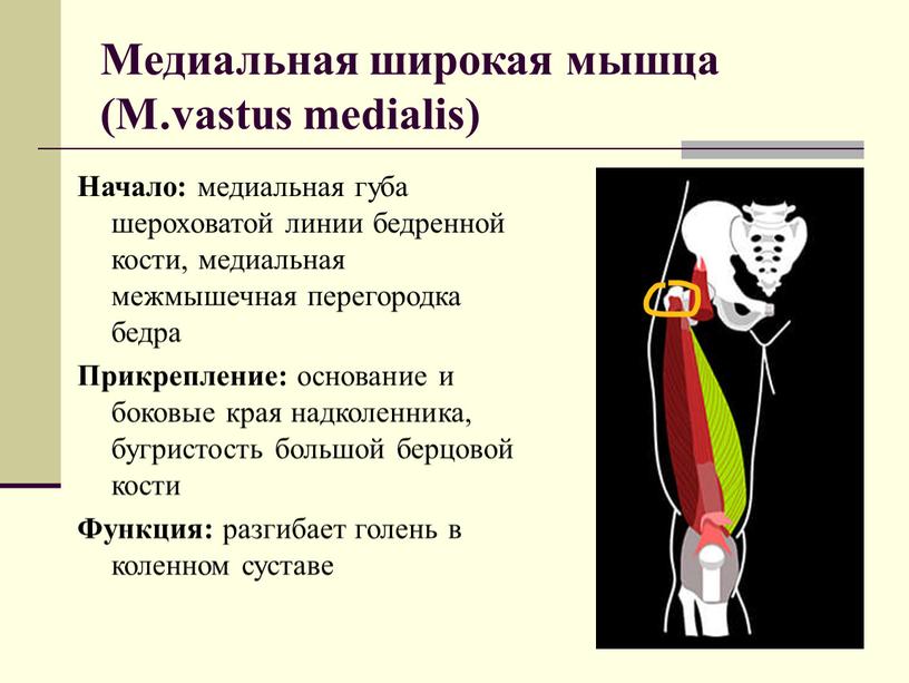 Медиальная широкая мышца (M.vastus medialis)