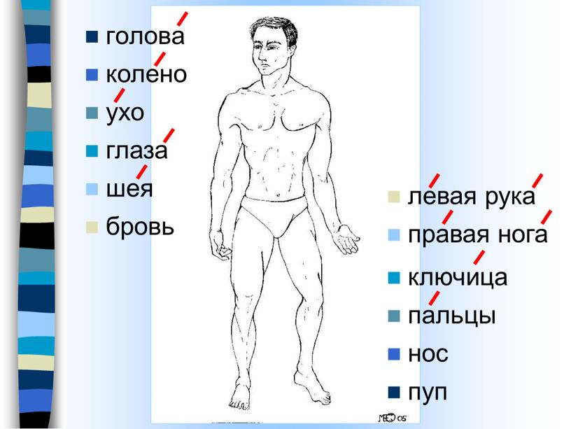 голова колено ухо глаза шея нос ключица левая рука пальцы правая нога пуп бровь