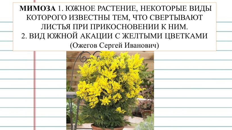 МИМОЗА 1. ЮЖНОЕ РАСТЕНИЕ, НЕКОТОРЫЕ