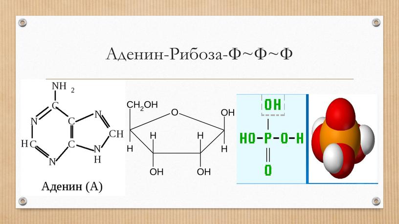 Аденин-Рибоза-Ф~Ф~Ф