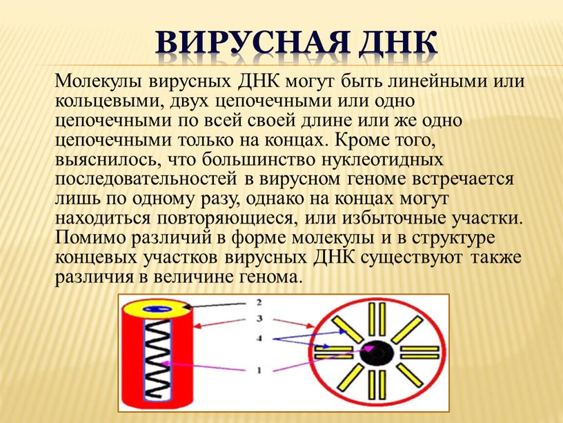 Вирусная ДНК Молекулы вирусных