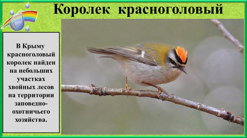 Королек красноголовый В Крыму красноголовый королек найден на небольших участках хвойных лесов на территории заповедно-охотничьего хозяйства