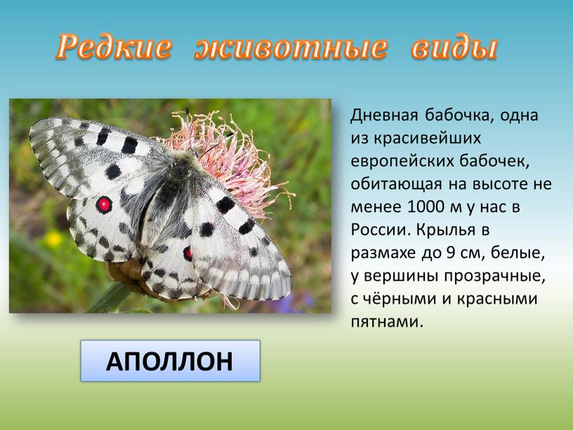 Дневная бабочка, одна из красивейших европейских бабочек, обитающая на высоте не менее 1000 м у нас в