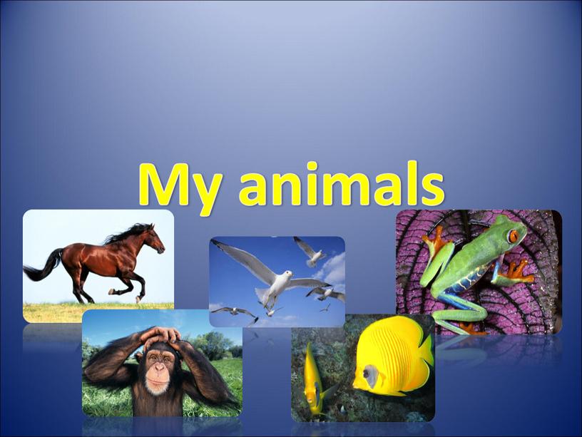 My animals