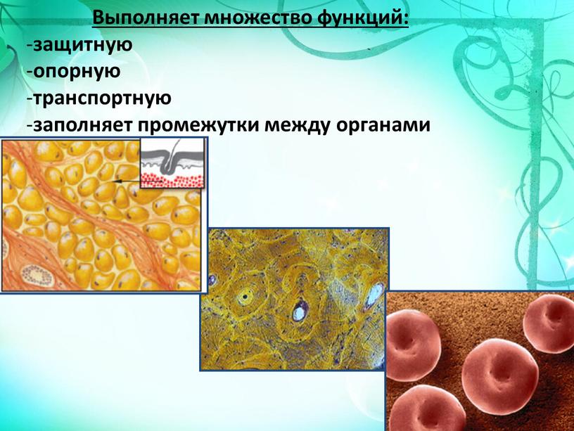 Выполняет множество функций: защитную опорную транспортную заполняет промежутки между органами