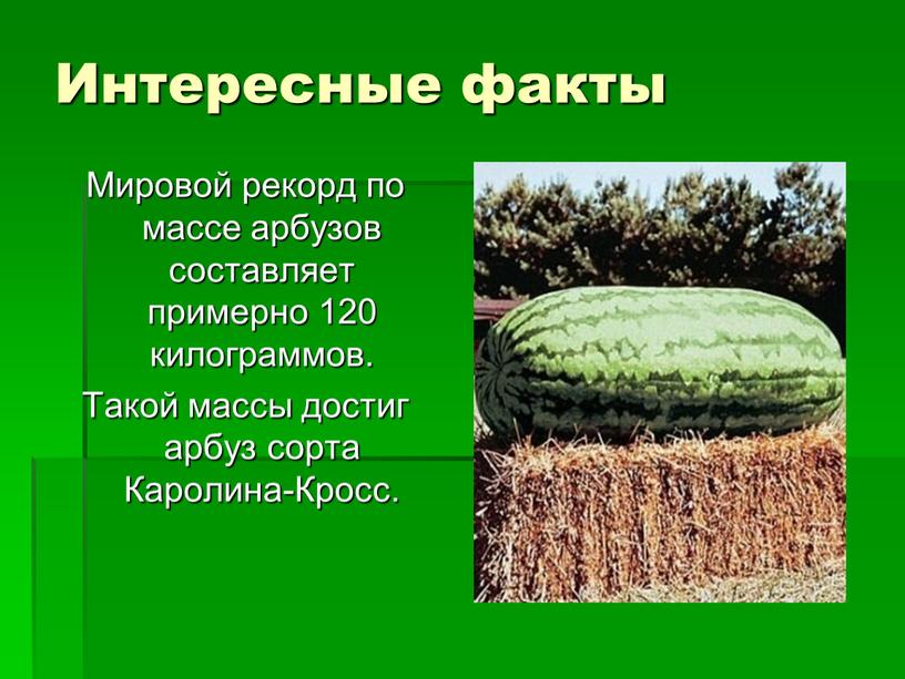 Интересные факты Мировой рекорд по массе арбузов составляет примерно 120 килограммов