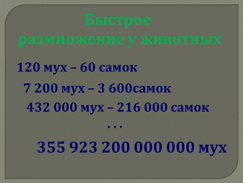 Быстрое размножение у животных 120 мух – 60 самок 7 200 мух – 3 600самок 432 000 мух – 216 000 самок