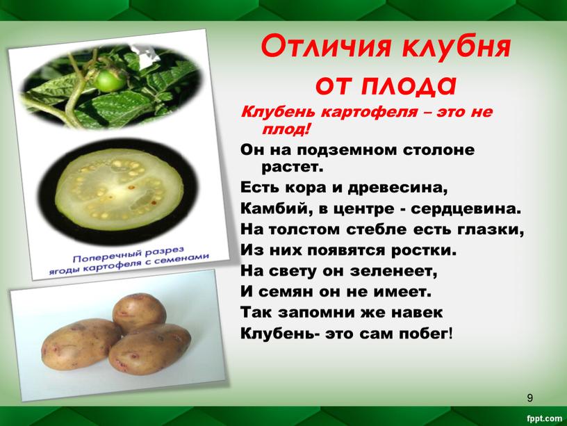 Отличия клубня от плода Клубень картофеля – это не плод!