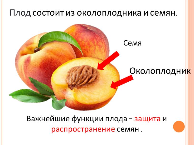 Плод состоит из околоплодника и семян