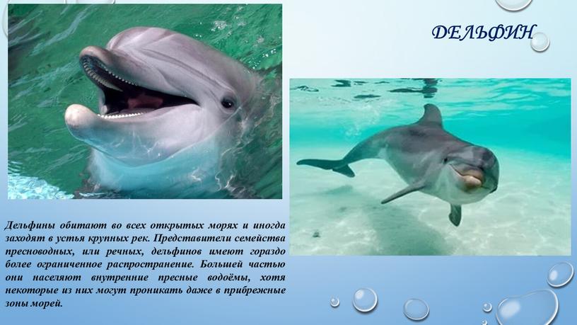 Дельфин Дельфины обитают во всех открытых морях и иногда заходят в устья крупных рек