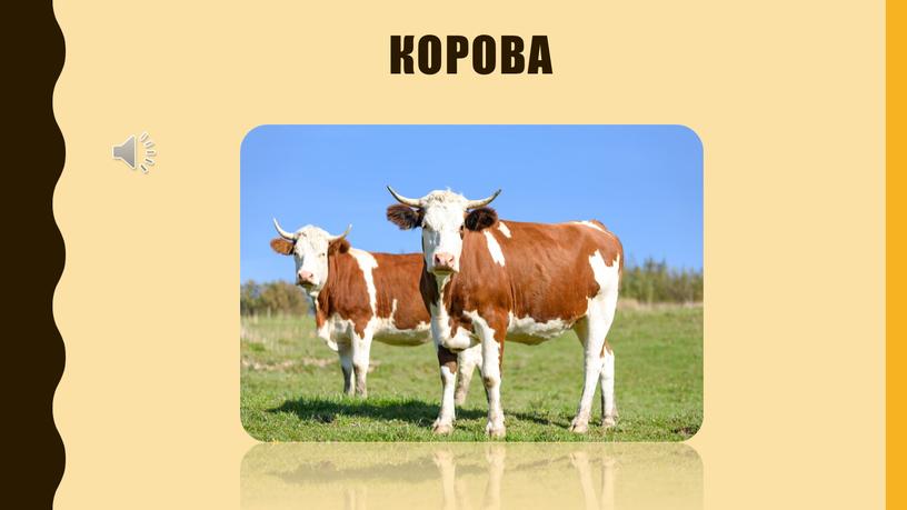 Корова