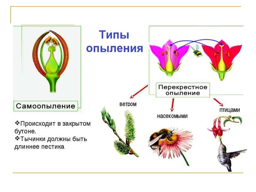Презентация "Антэкология - экология цветения и опыления растений"