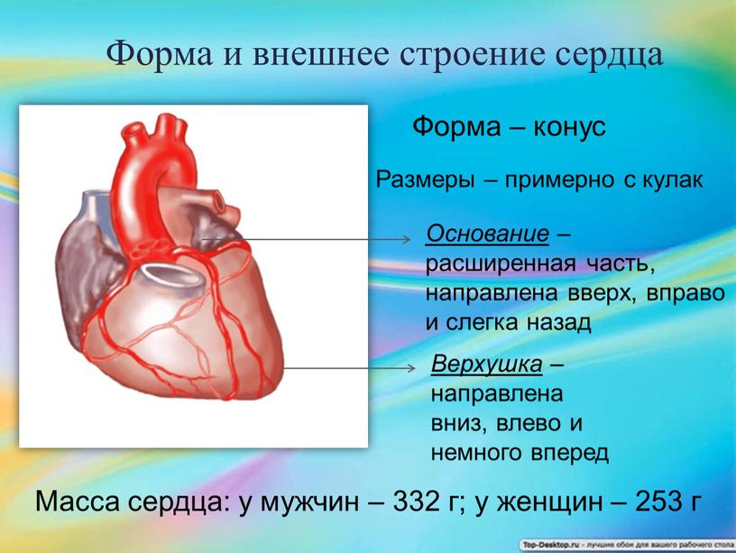 Форма и внешнее строение сердца