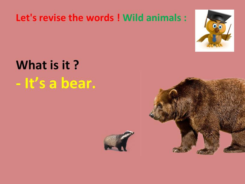 Let's revise the words ! Wild animals :