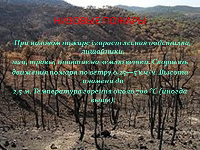 НИЗОВЫЕ ПОЖАРЫ При низовом пожаре сгорает лесная подстилка, лишайники, мхи, травы, опавшие на землю ветки