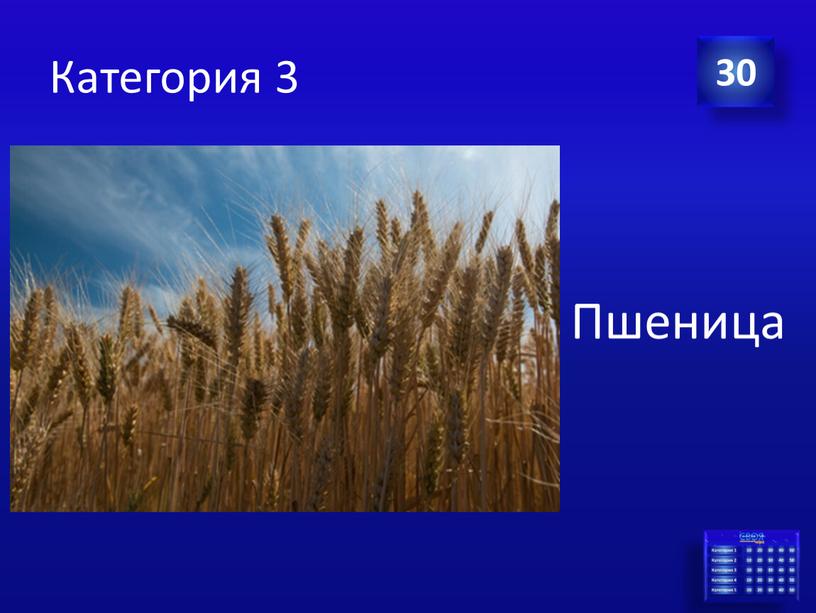 Категория 3 30 Пшеница