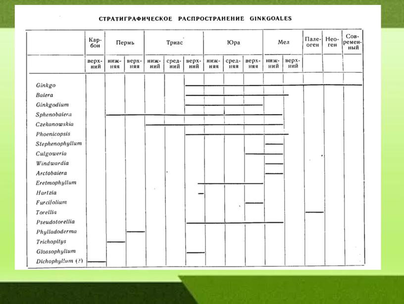 Описание и происхождение класса ГИНКГОВЫЕ или GINKGOOPSIDA