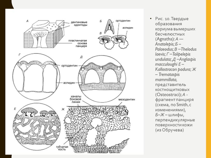 Рис. 10. Твердые образования кориума вымерших бесчелюстных (Agnatha):