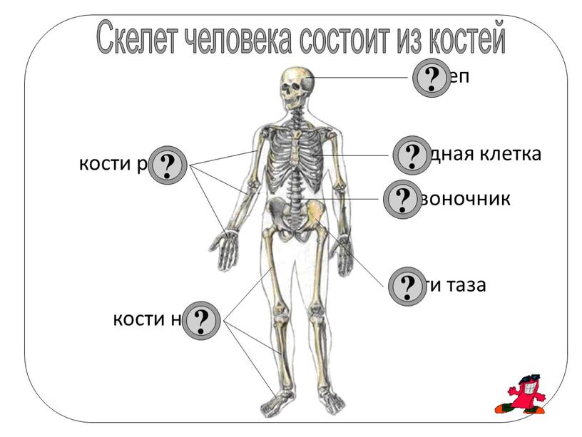 Скелет человека состоит из костей череп позвоночник грудная клетка кости руки кости таза кости ноги