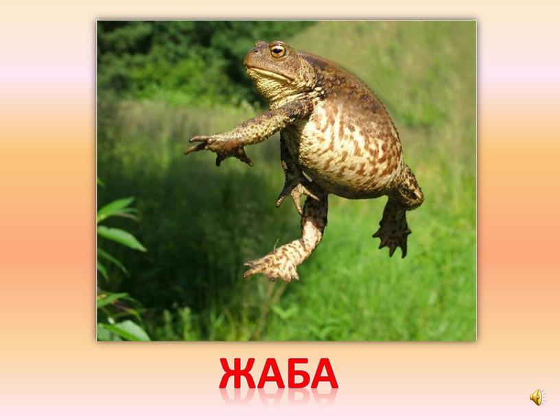 жаба