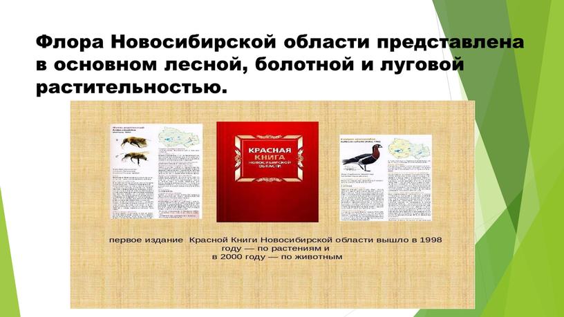 Флора Новосибирской области представлена в основном лесной, болотной и луговой растительностью