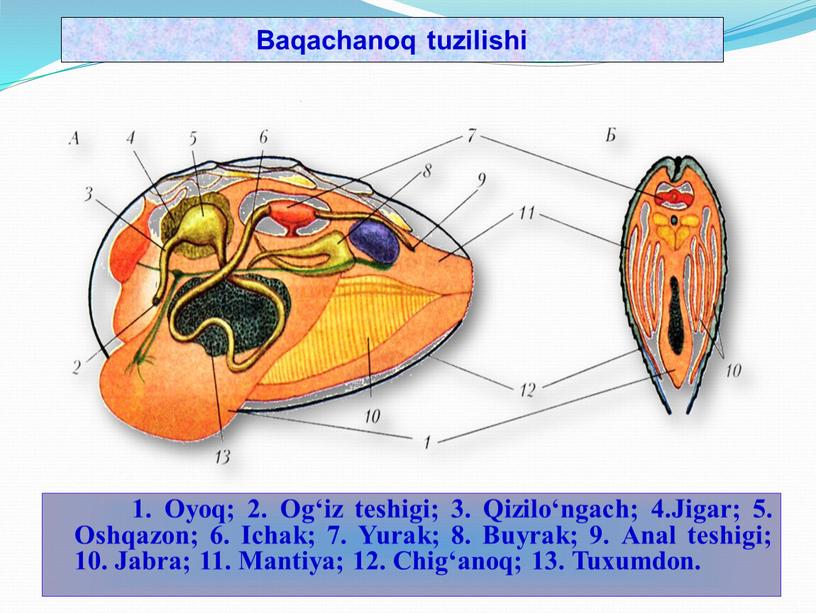 Oyoq; 2. Og‘iz teshigi; 3. Qizilо‘ngach; 4