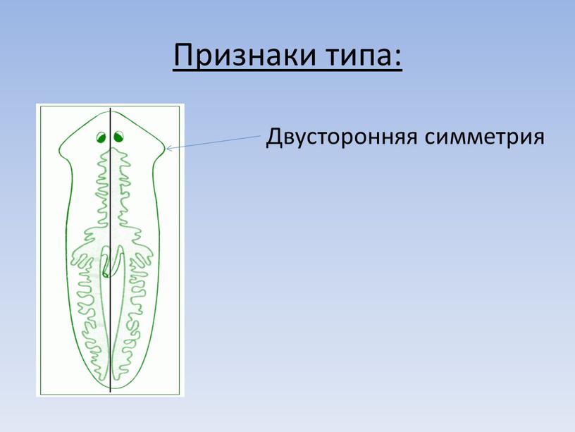 Признаки типа: Двусторонняя симметрия