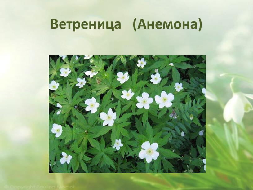 Ветреница (Анемона)