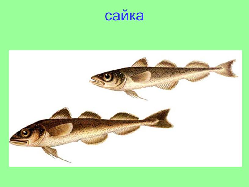 сайка