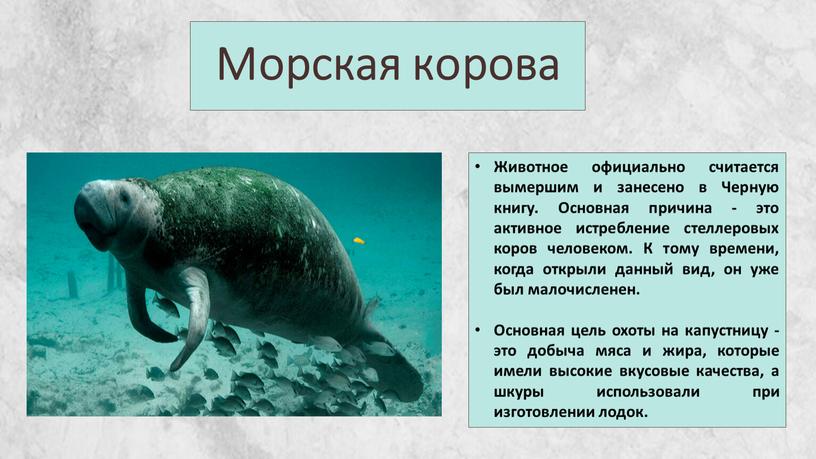 Морская корова Животное официально считается вымершим и занесено в