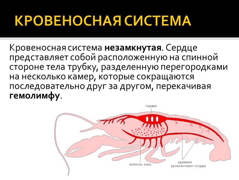 КРОВЕНОСНАЯ СИСТЕМА Кровеносная система незамкнутая