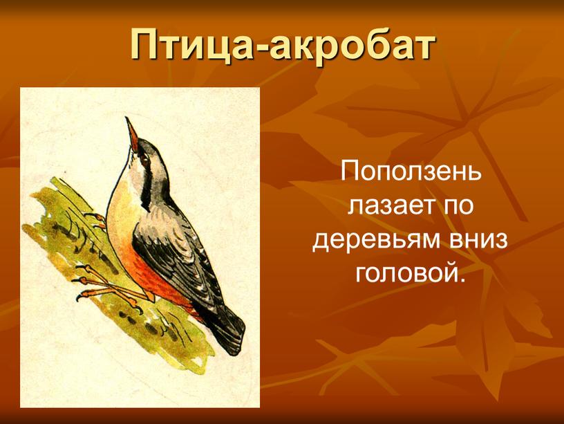 Птица-акробат Поползень лазает по деревьям вниз головой