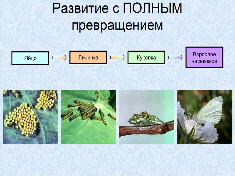 Презентация к уроку биологии 7 класс по теме "Типы развития насекомых"