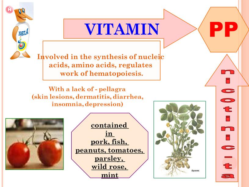 VITAMIN PP nicotinic-ta Involved in the synthesis of nucleic acids, amino acids, regulates work of hematopoiesis