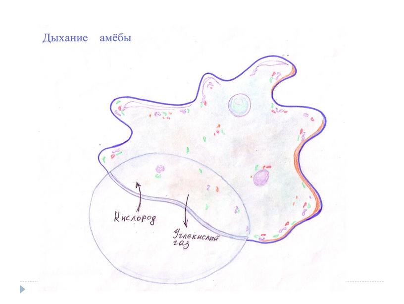 Технологическая карта урока на тему "Дыхание многоклеточных животных. Строение дыхательной системы позвоночных животных" (6 класс, биология)