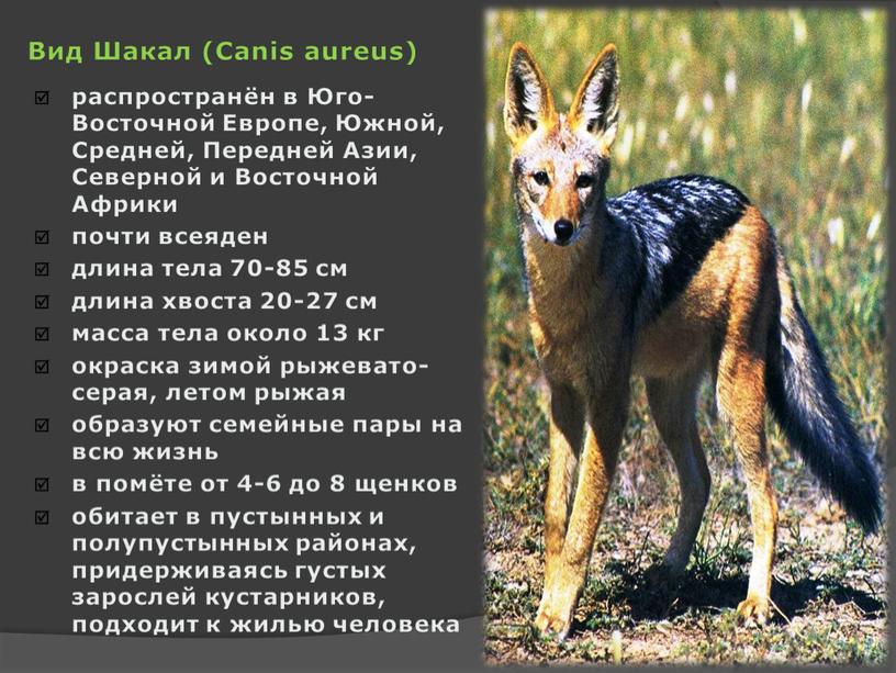 Вид Шакал (Canis aureus) распространён в
