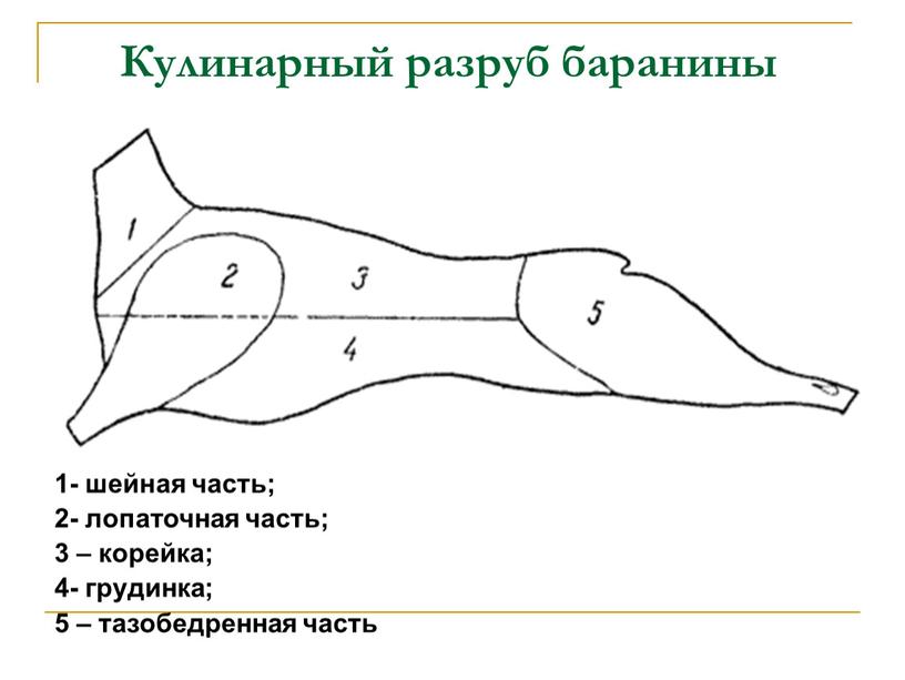 Кулинарный разруб баранины 1- шейная часть; 2- лопаточная часть; 3 – корейка; 4- грудинка; 5 – тазобедренная часть