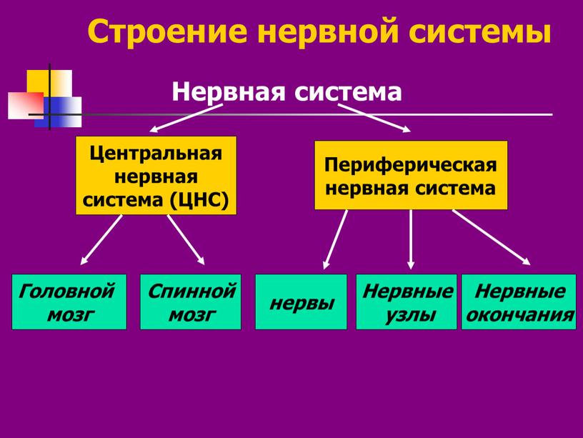 Строение нервной системы Нервная система