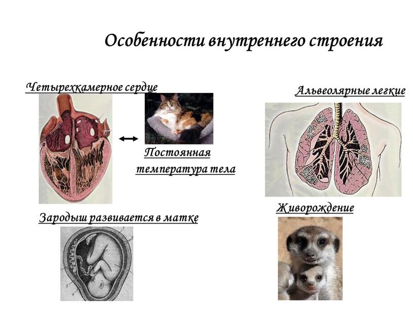 Особенности внутреннего строения