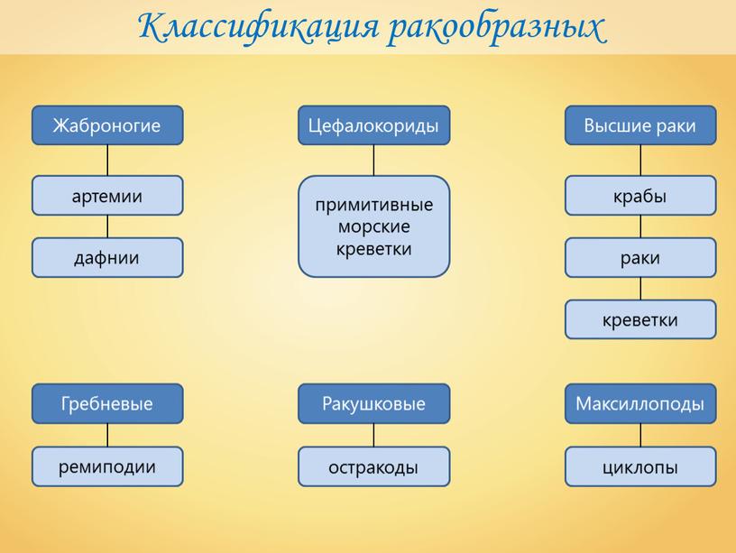 Классификация ракообразных Жаброногие