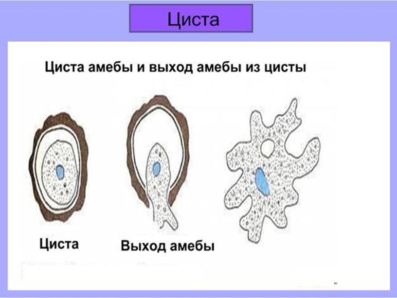 Презентация по биологии 7 класс "Общая характеристика простейших"