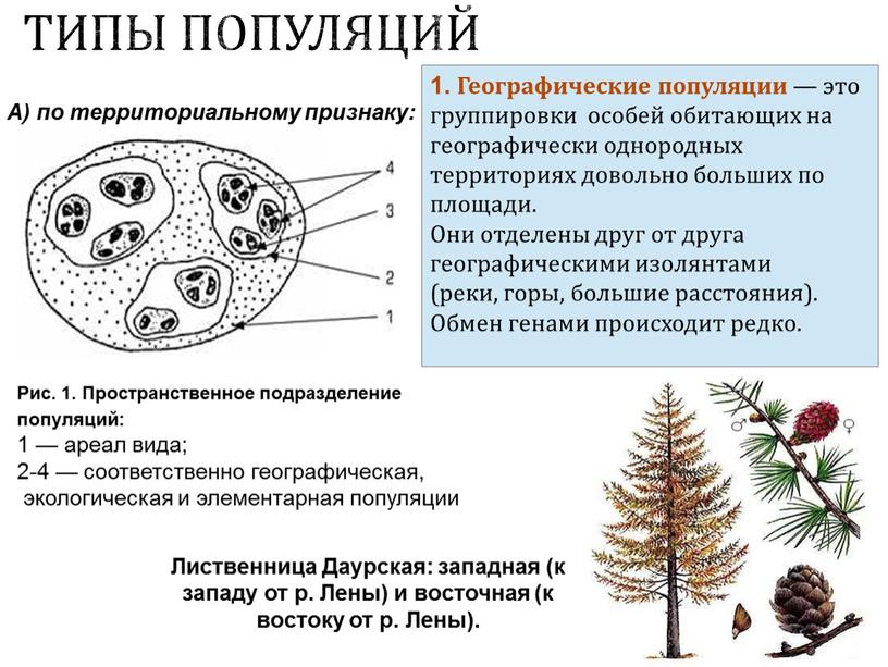 ТИПЫ ПОПУЛЯЦИЙ А) по территориальному признаку: 1