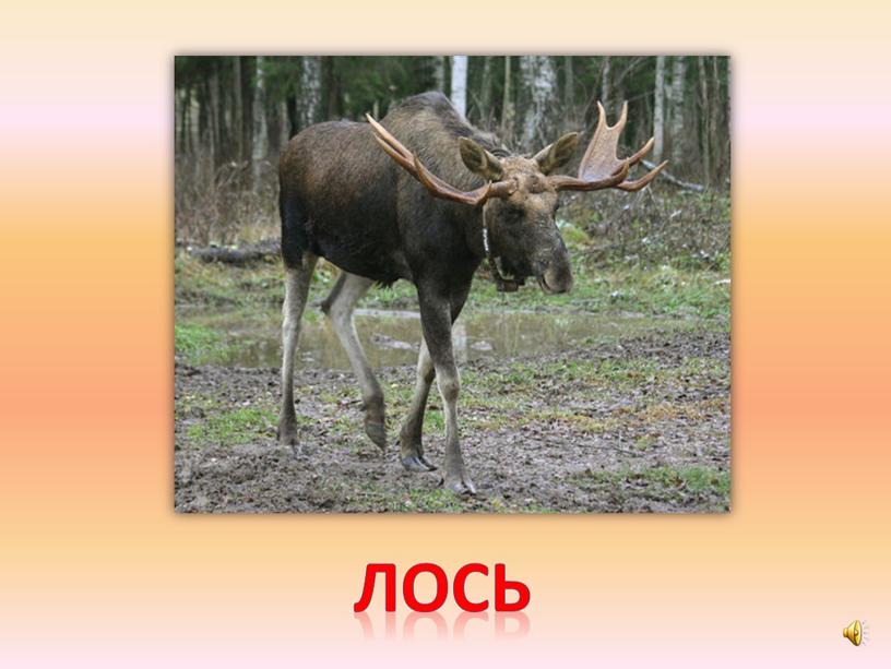 лось