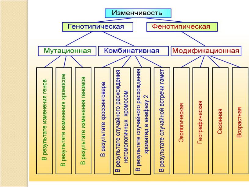 Презентация: по теме:«Наследственная изменчивость»