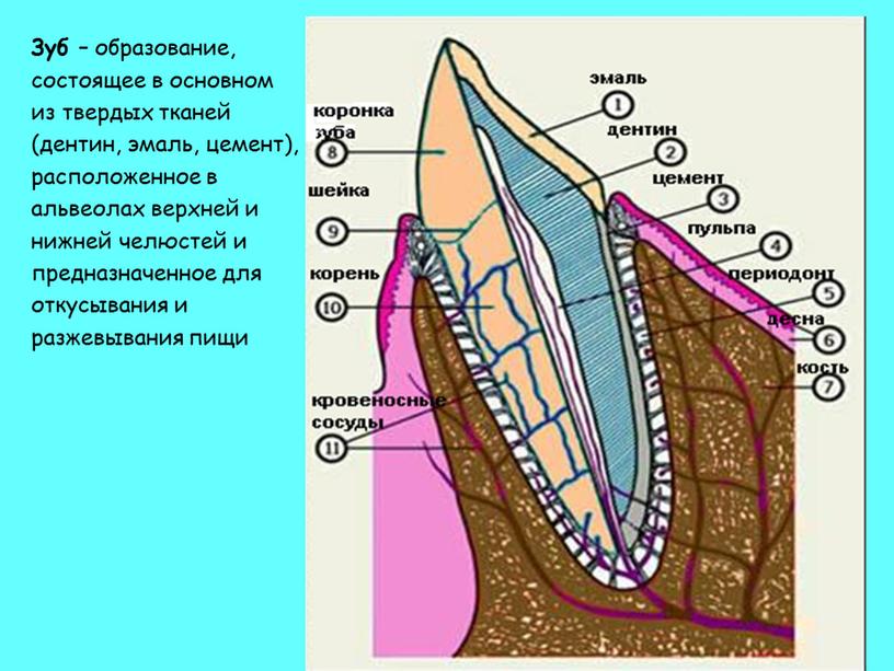 Зуб – образование, состоящее в основном из твердых тканей (дентин, эмаль, цемент), расположенное в альвеолах верхней и нижней челюстей и предназначенное для откусывания и разжевывания…