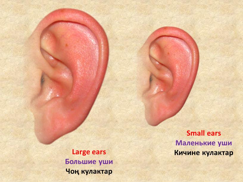 Small ears Маленькие уши Кичине кулактар