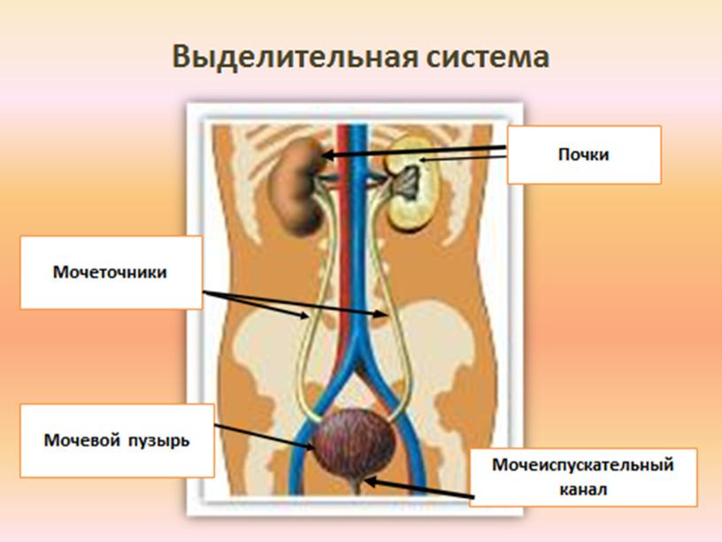 Мочевыделительная система