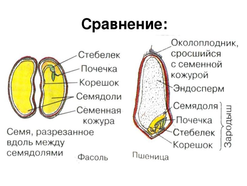 Сравнительная анатомия однолетних растении