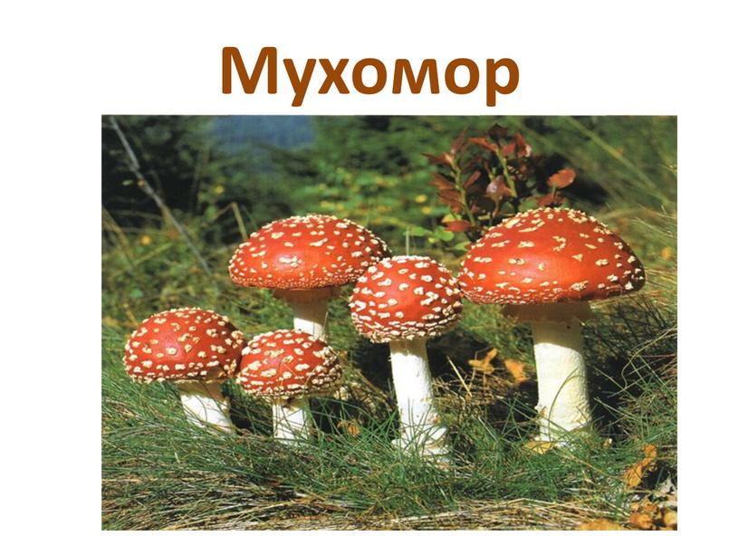 Мухомор