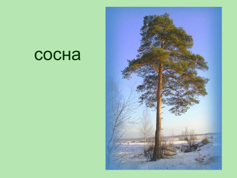 сосна